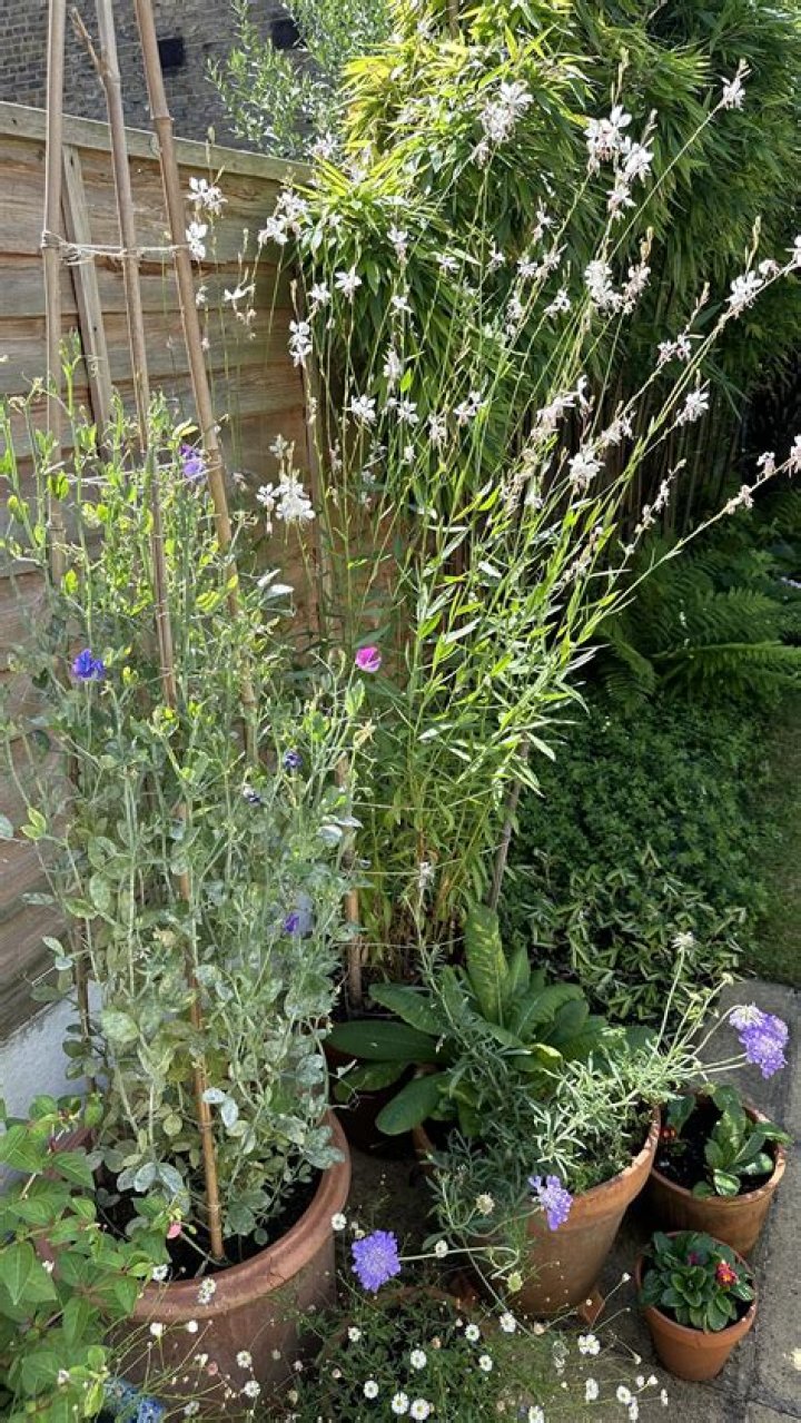 Can gaura grow in pots?