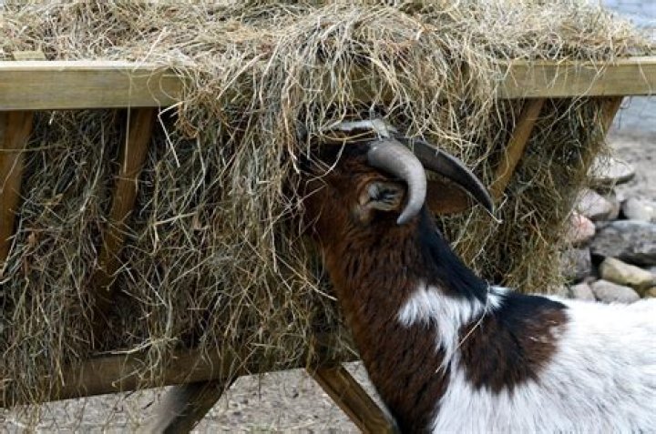 Can goats eat straw?
