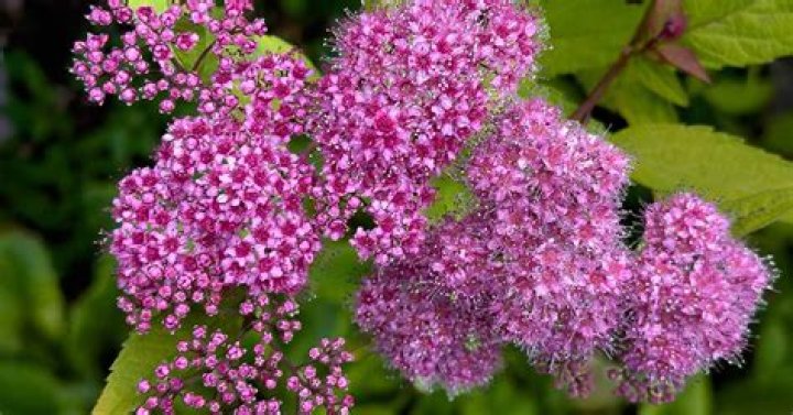 Can i grow spirea in a container?