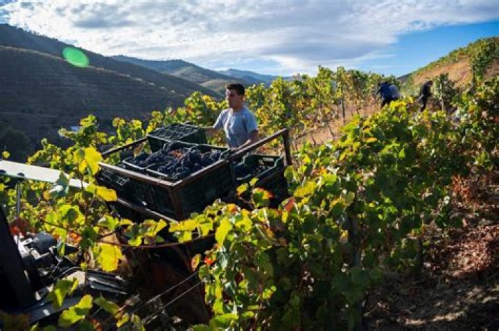 Can i sell my grapes to a winery?