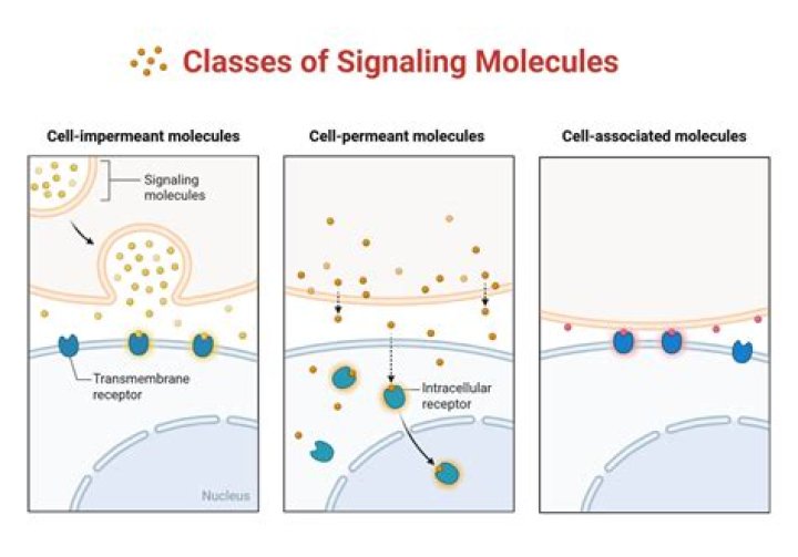 Can intracellular signaling molecules be proteins?
