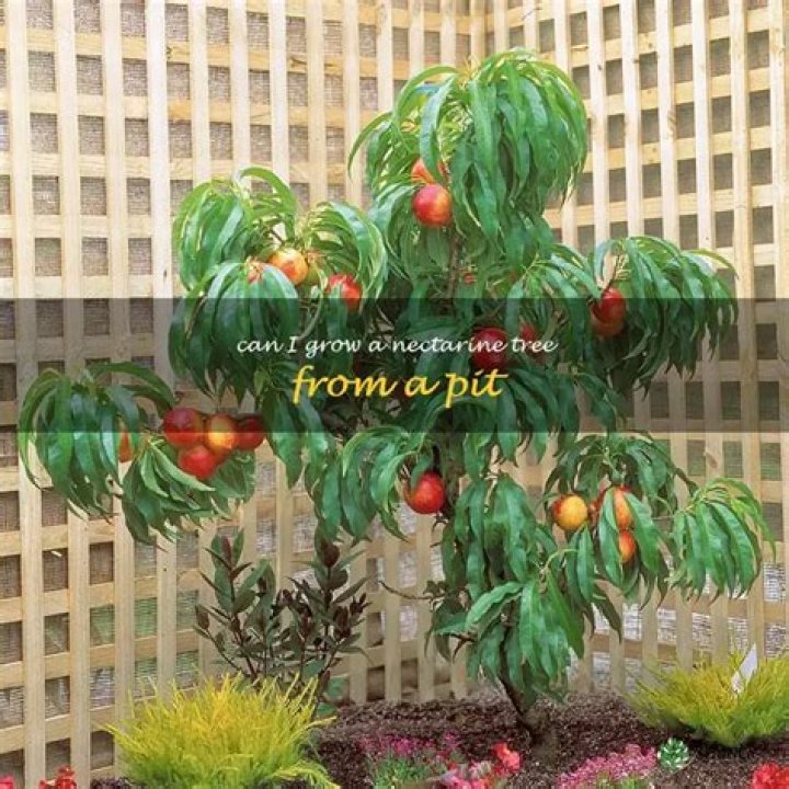 Can nectarine trees grow in pots?