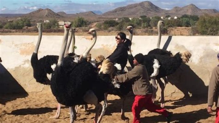 Can ostriches be ridden?