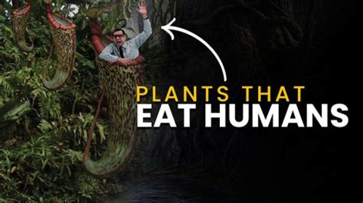 Can plants eat humans?
