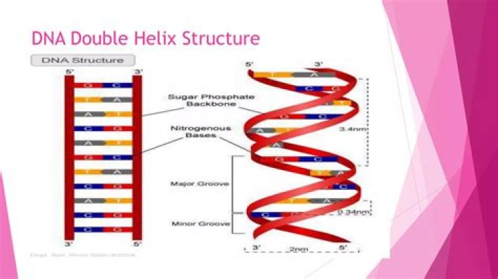 Can rna form a double helix?
