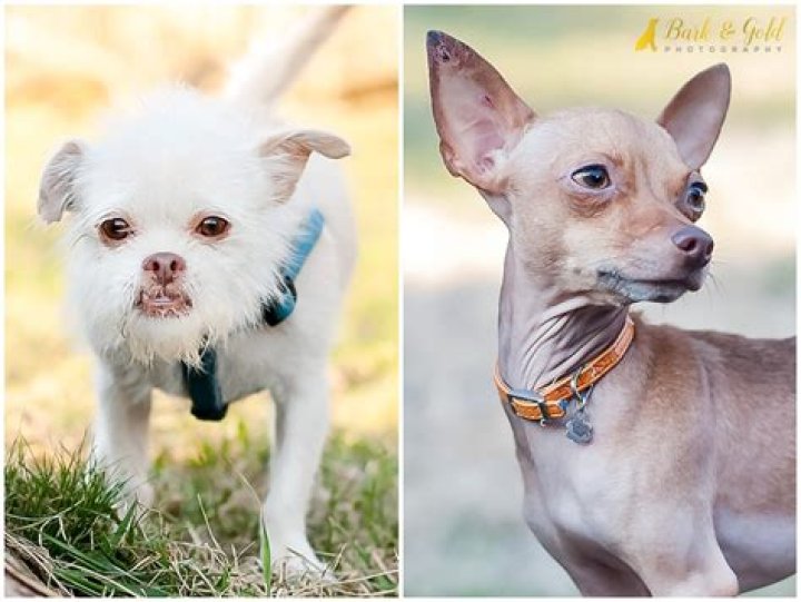 Can short nosed dogs fly?