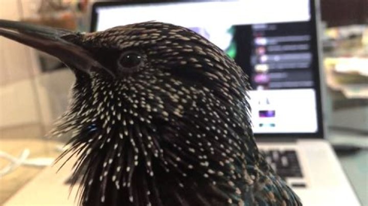 Can starling birds talk?