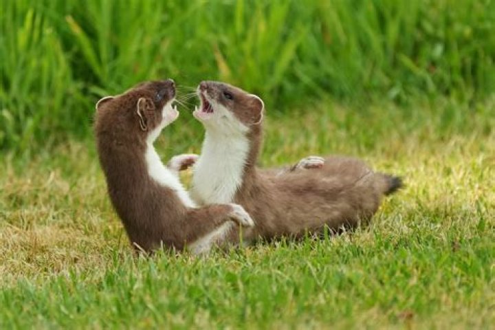Can stoats kill dogs?