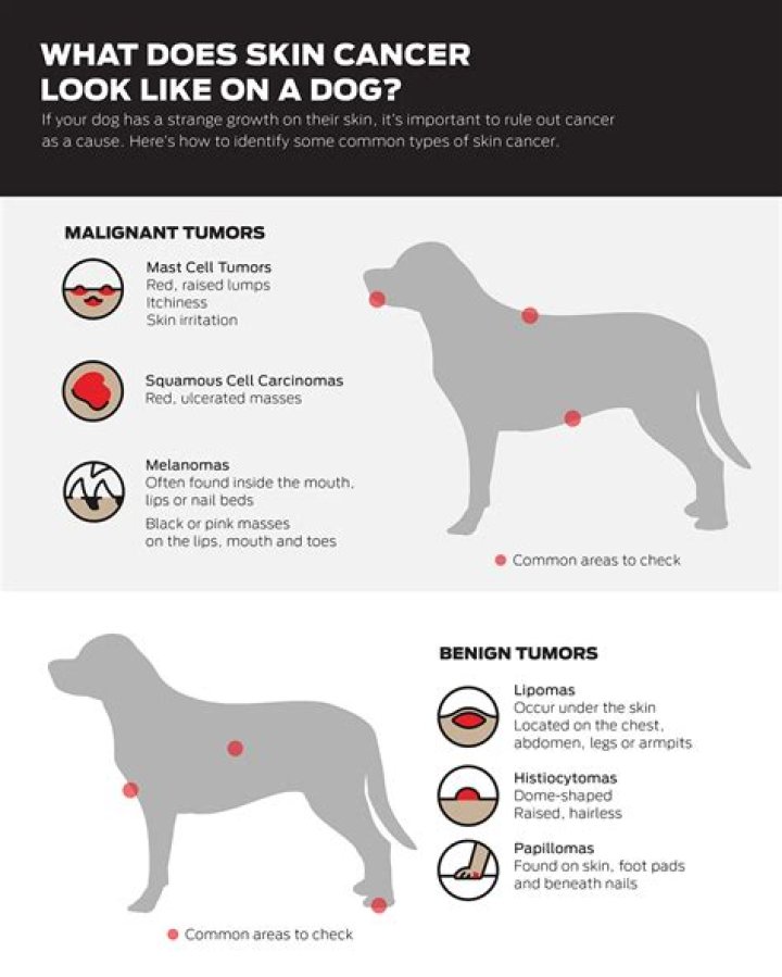 Can tcc in dogs be cured?