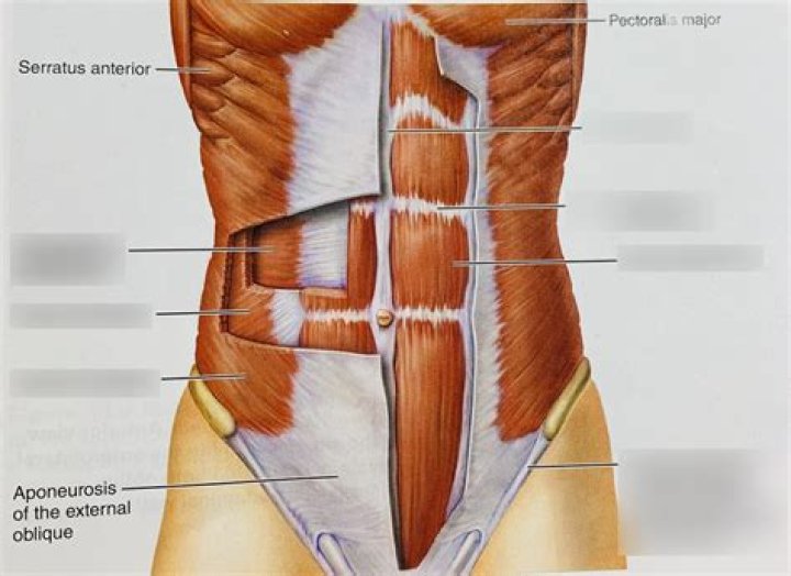 Can the rectus abdominis extend the spine?