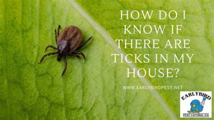Can ticks live in your house?