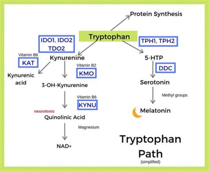 Can tryptophan cause depression?