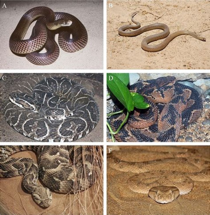 Can venomous snakes kill themselves?