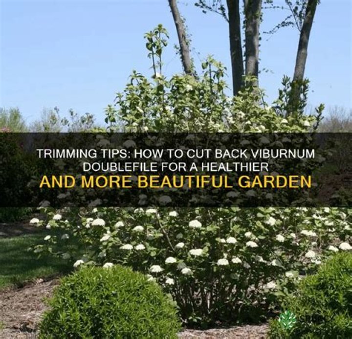 Can viburnum be cut back hard?
