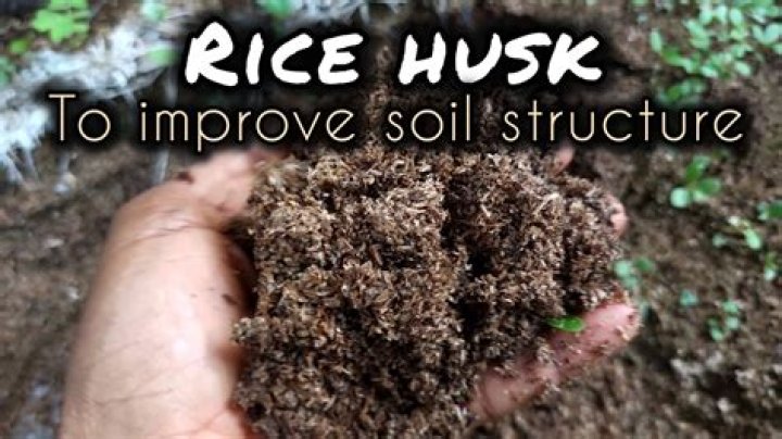 Can we use rice husk for planting?