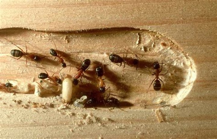 Can white ants eat hardwood?
