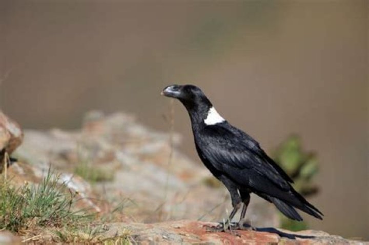 Can white necked ravens speak?