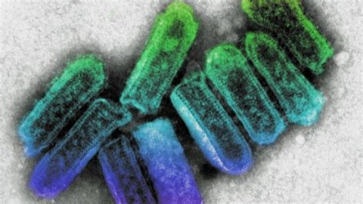 Can you cure lyssavirus?
