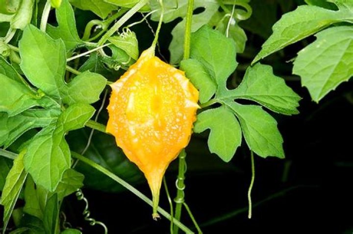 Can you eat a momordica charantia?