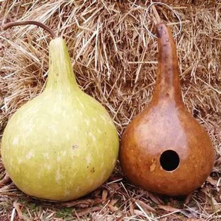 Can you eat birdhouse gourds?