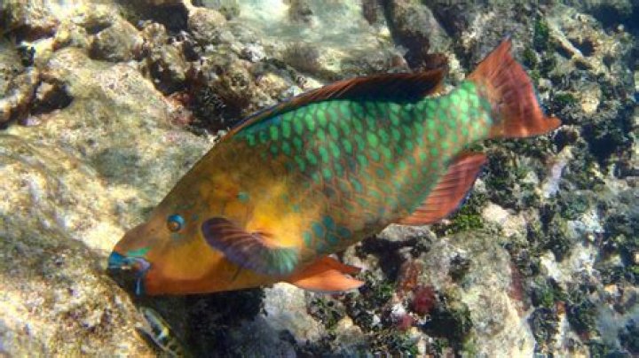 Can you eat parrot fish?