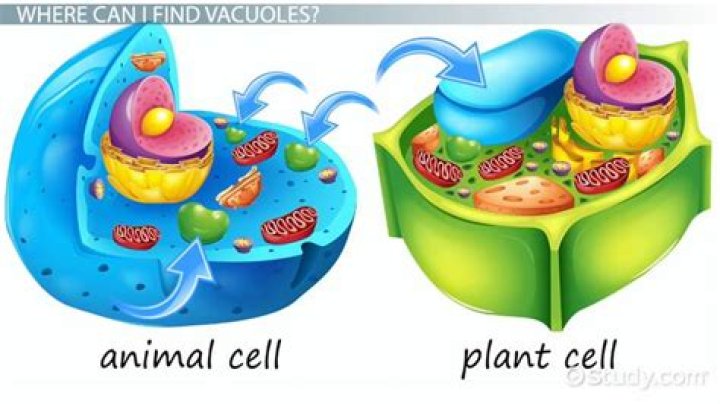Can you find vacuoles?