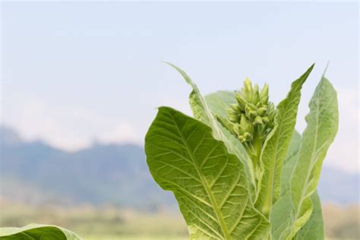 Can you grow tobacco legally?