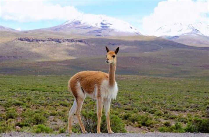 Can you raise vicuna in the us?