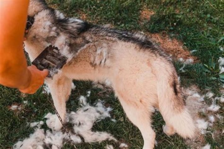 Can you shave a husky?