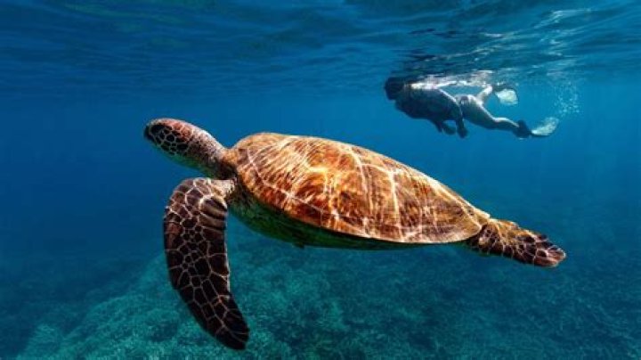 Can you swim in bundaberg?