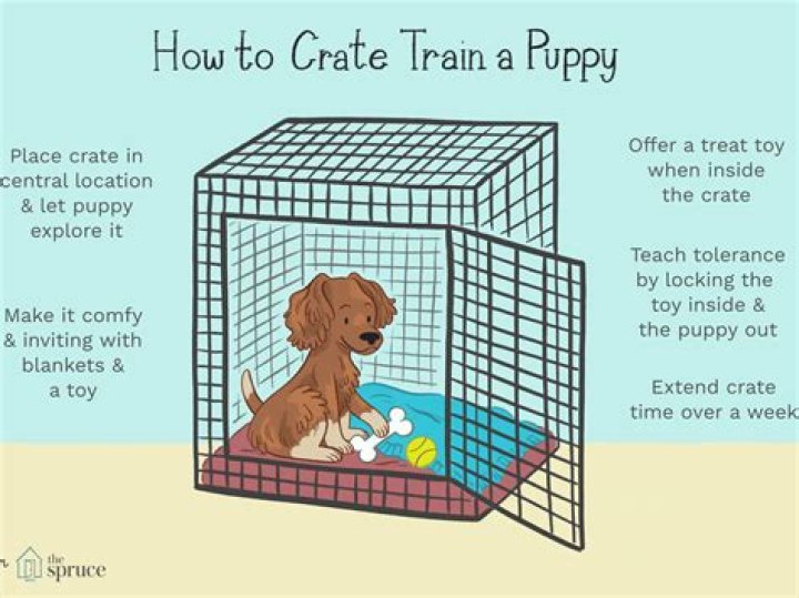 Can you use a dog crate for punishment?