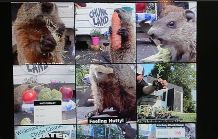 Did chunk the groundhog come back?