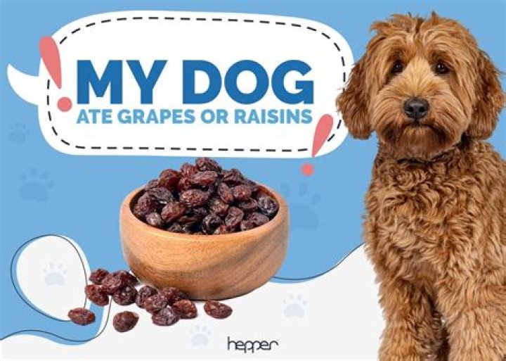 Did my dog eat raisins?
