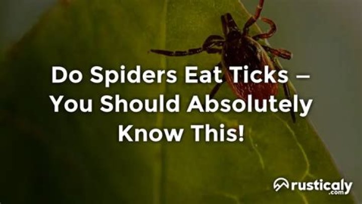 Did spiders eat ticks?