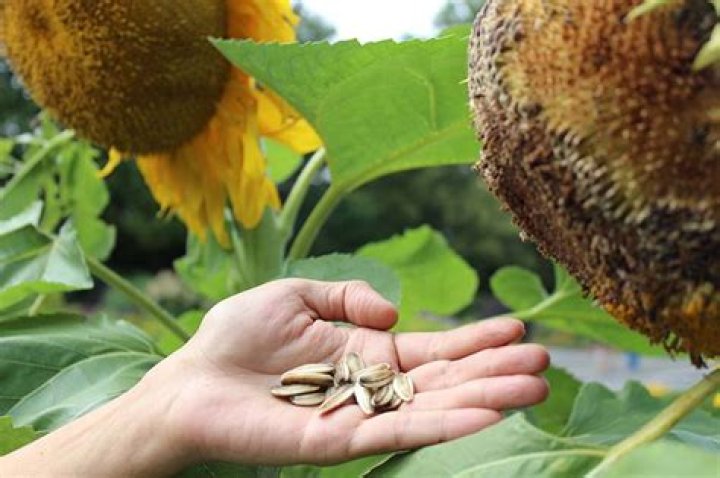 Do all sunflowers produce edible seeds?