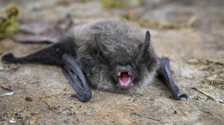 Do bats carry rabies?