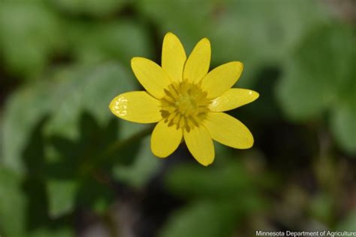 Do bees like lesser celandine?