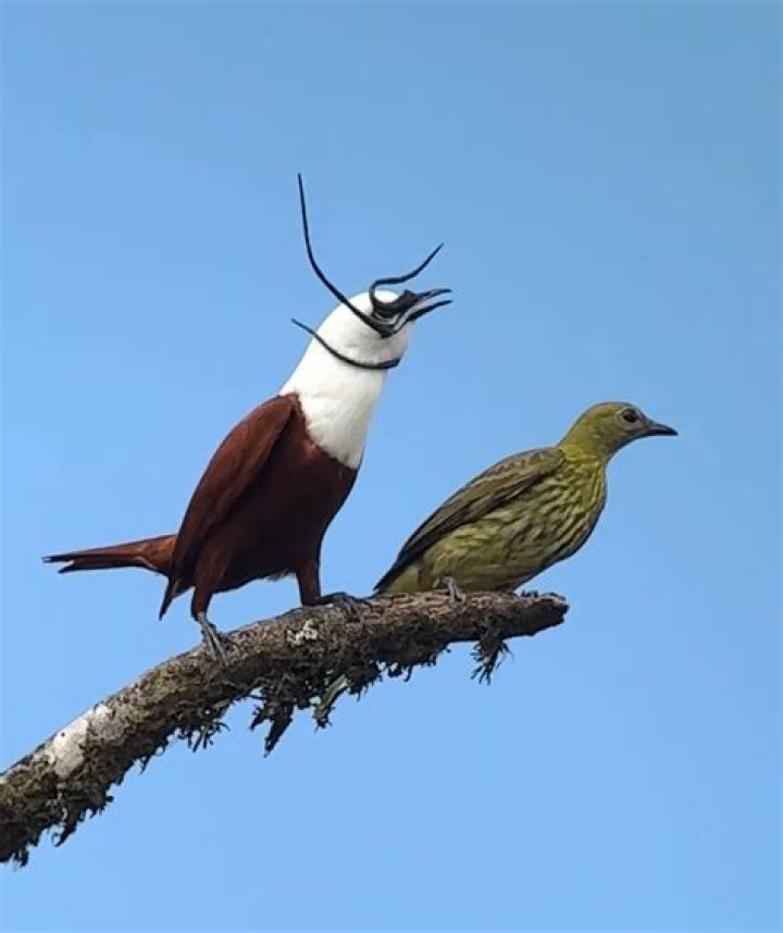 Do bellbirds kill trees?