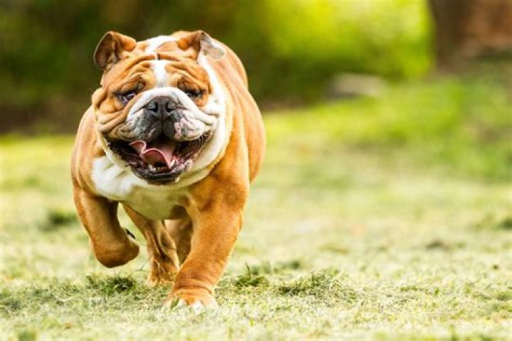 Do bulldogs have health problems?