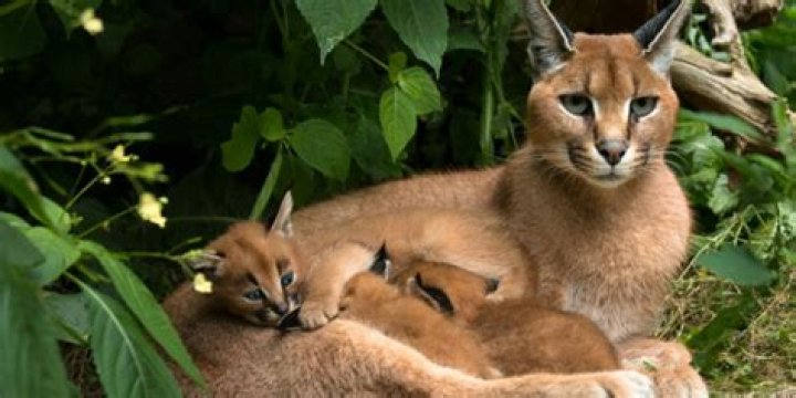 Do caracals make good pets?