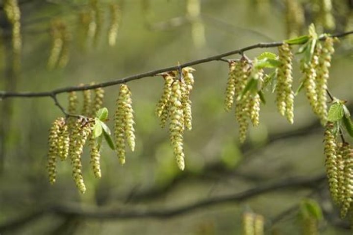 Do catkins need water?