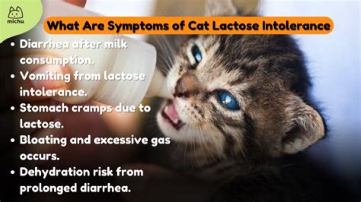 Do cats become lactose intolerant?