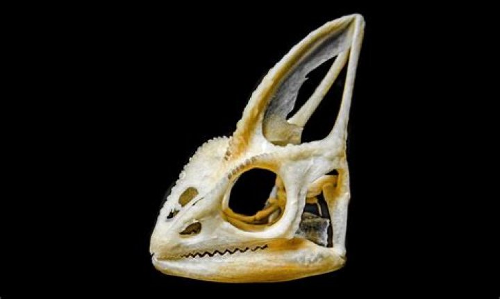 Do chameleons have teeth?