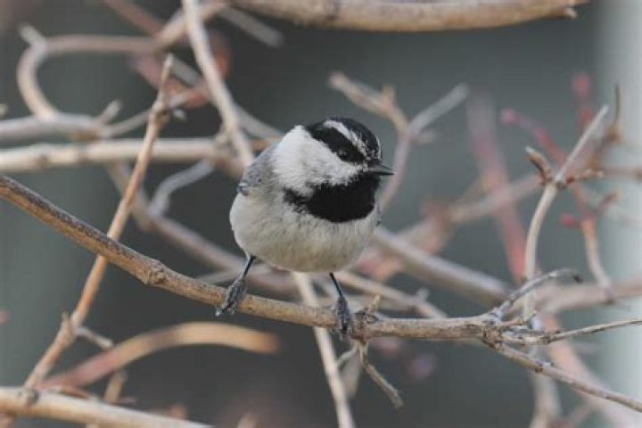 Do chickadee live in alaska?