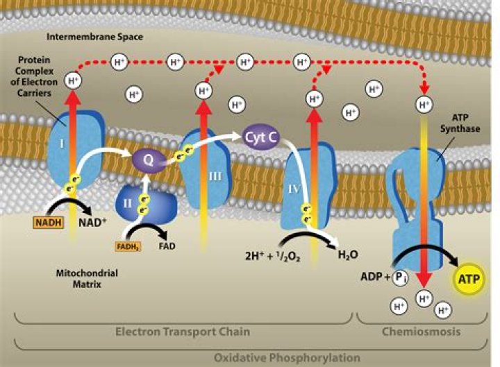 Do chloroplasts oxidative phosphorylation?