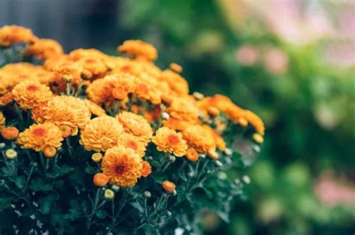 Do chrysanthemums symbolize death?