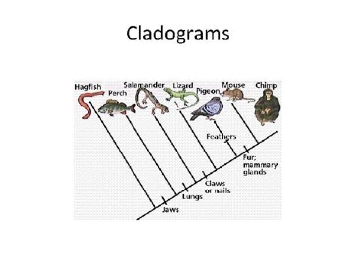 Do cladograms show time?