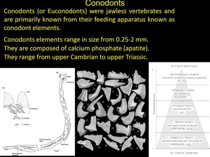 Do conodonts have jaws?