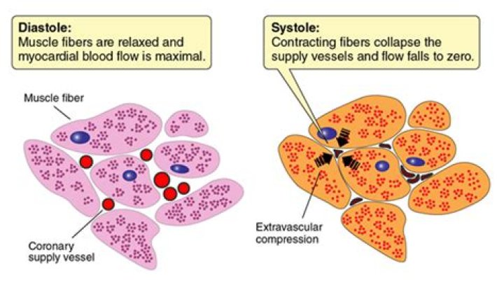 Do coronary arteries fill during diastole?