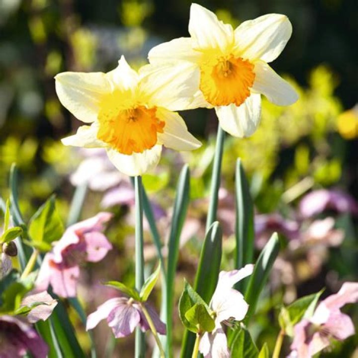 Do daffodil bulbs stop flowering?